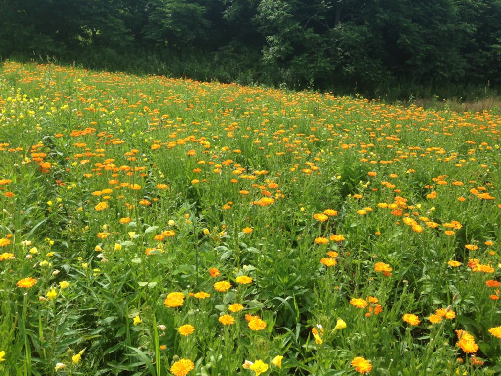 北海道のカレンデュラ畑