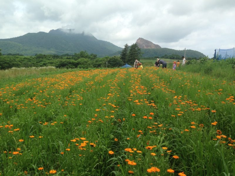 北海道カレンデュラ畑開花